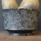 【雷土陶器鉢】P.グラキリス 792