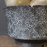 【雷土陶器鉢】P.グラキリス 792