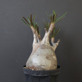 P.グラキリス 2200