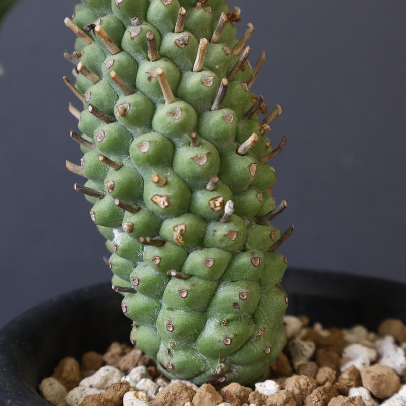 E.プピグランス 09