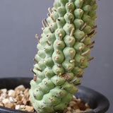 E.プピグランス 09