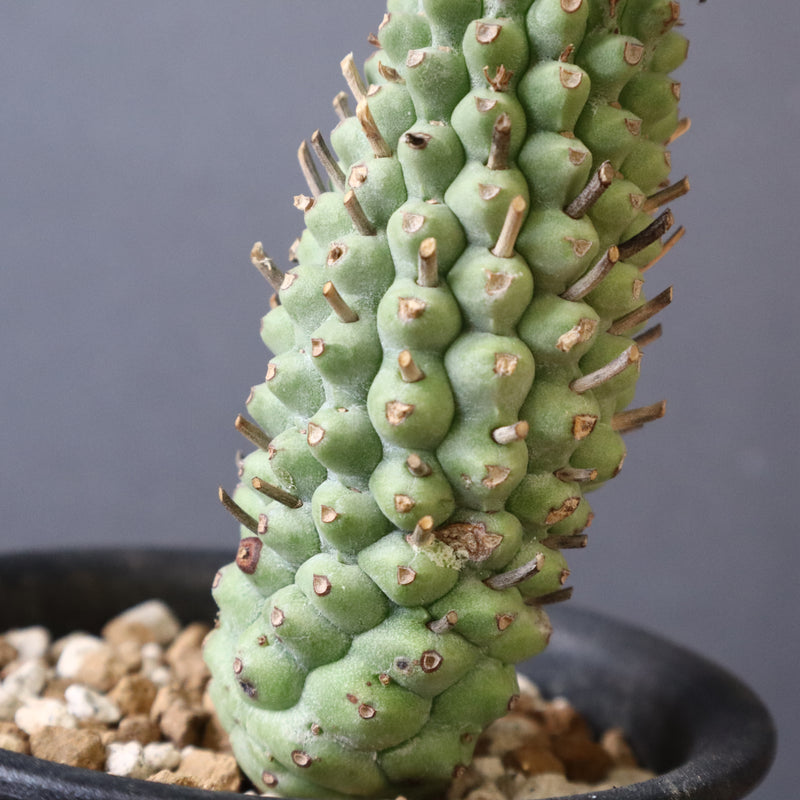 E.プピグランス 09