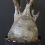 P.グラキリス 2200