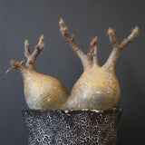 【雷土陶器鉢】P.グラキリス 792