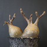 【雷土陶器鉢】P.グラキリス 792