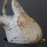 P.グラキリス 2200