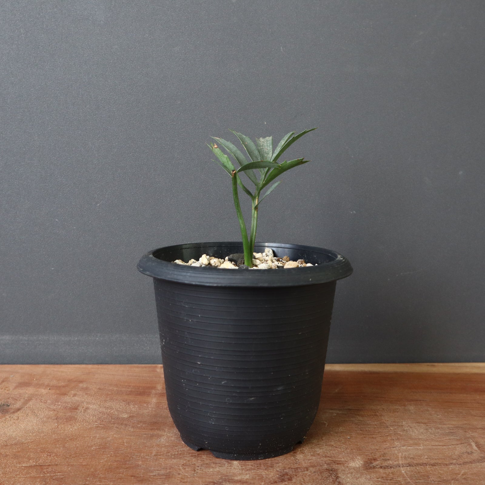 エンセファラルトス ホリダス 33 – TaiShoDo ONLINE SHOP エンセファラルトス ホリダス 33 – TaiShoDo ONLINE SHOP