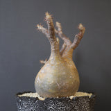 【雷土陶器鉢】P.グラキリス 792