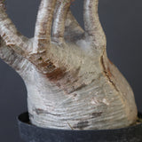 P.グラキリス 2200