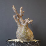 【雷土陶器鉢】P.グラキリス 792