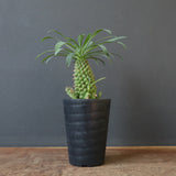 E.プピグランス 07