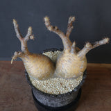 【雷土陶器鉢】P.グラキリス 792