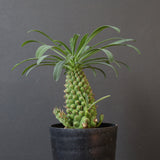 E.プピグランス 07