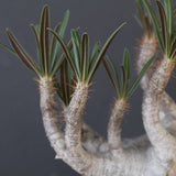 P.グラキリス 2200