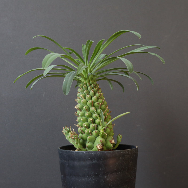 E.プピグランス 07