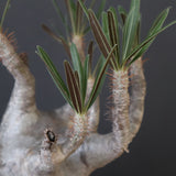 P.グラキリス 2200