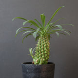 E.プピグランス 07