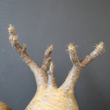 【雷土陶器鉢】P.グラキリス 792