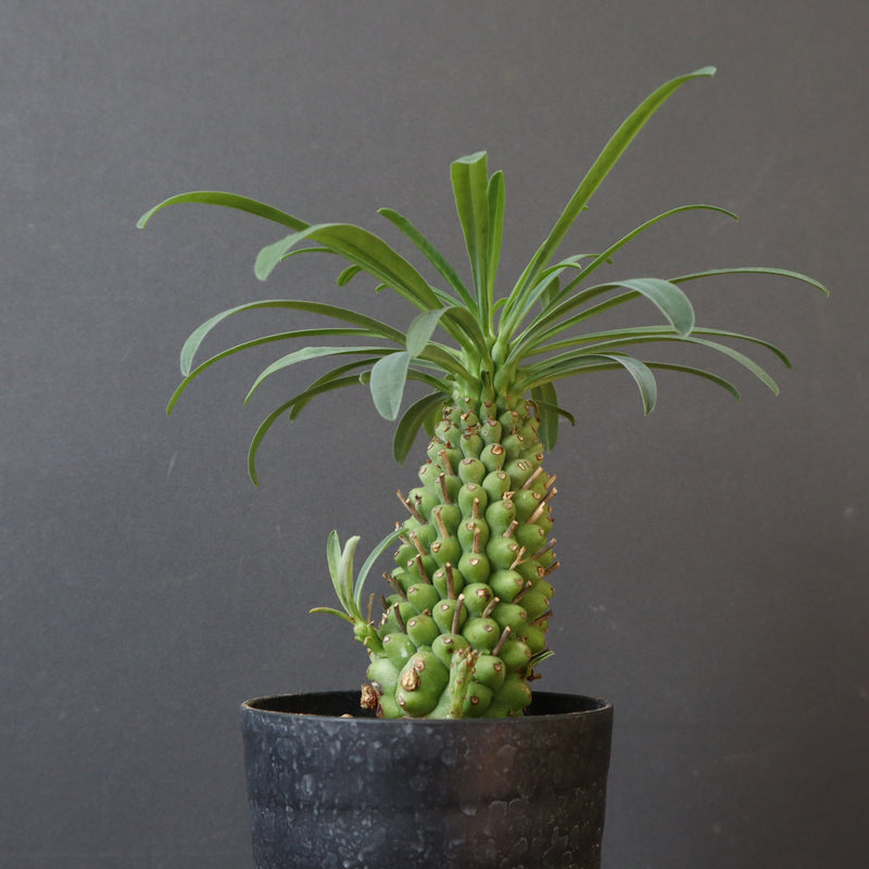 E.プピグランス 07