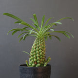 E.プピグランス 07