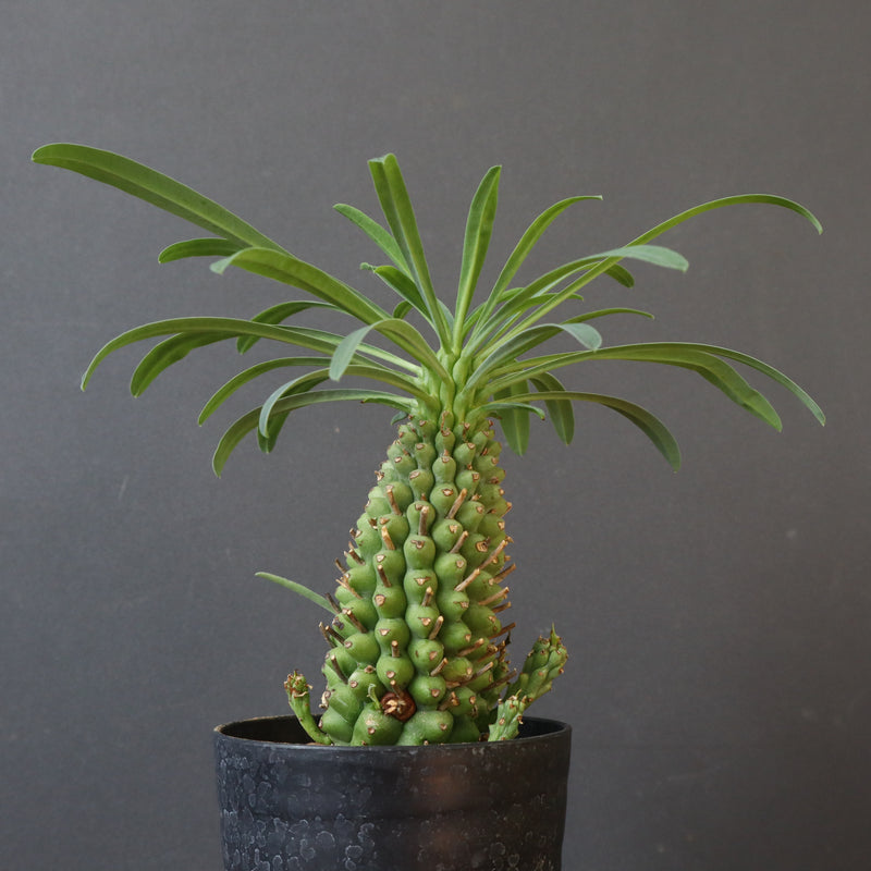 E.プピグランス 07