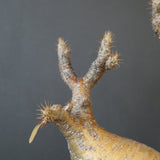 【雷土陶器鉢】P.グラキリス 792