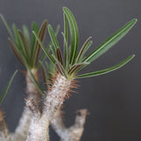 P.グラキリス 2200