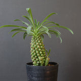 E.プピグランス 07