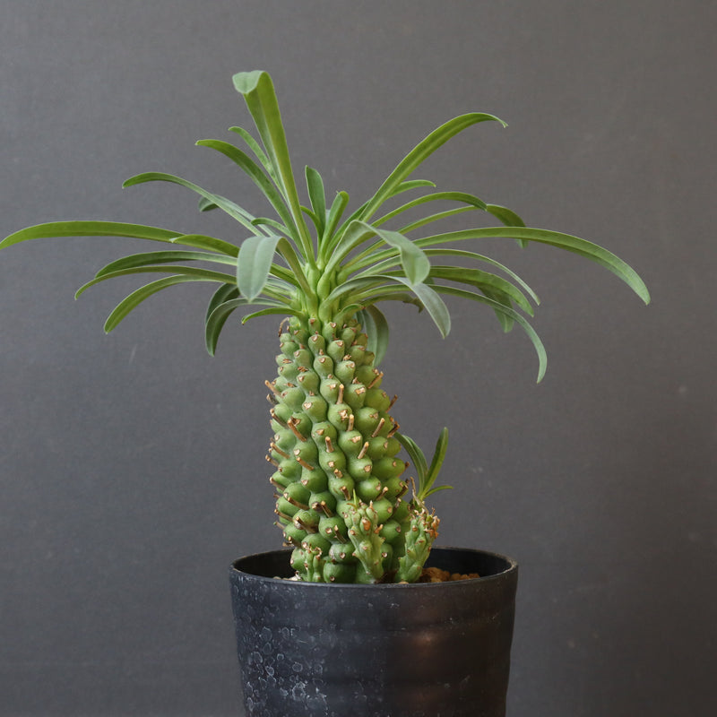 E.プピグランス 07