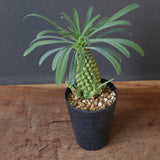 E.プピグランス 07