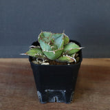 【DRAGON AGAVE】アガベ  CJ9   EC14