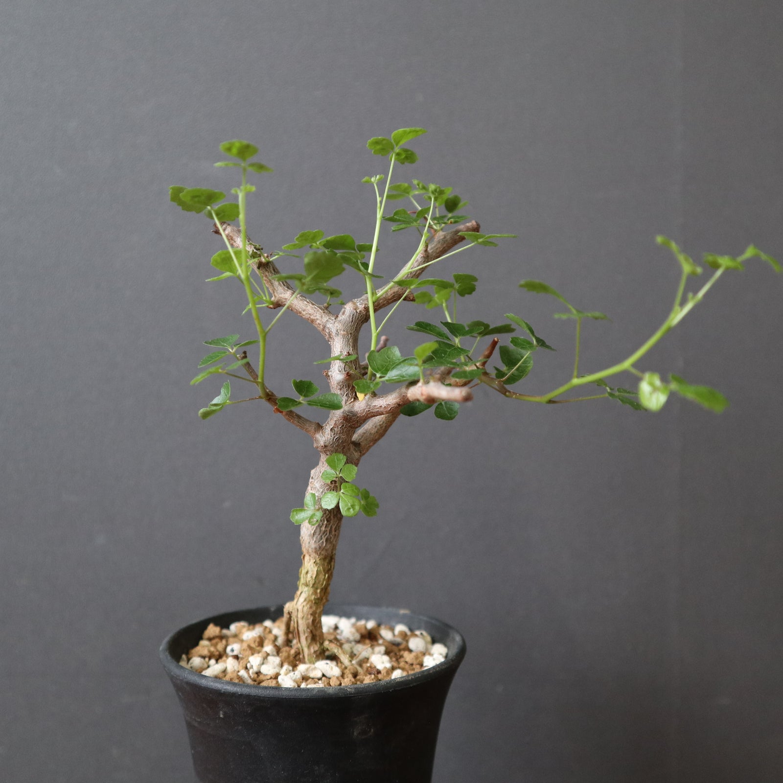 C.シヌアタ（実生） EC3097 – TaiShoDo ONLINE SHOP