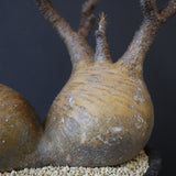 【雷土陶器鉢】P.グラキリス 792