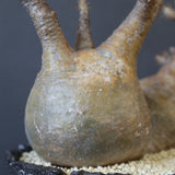 【雷土陶器鉢】P.グラキリス 792