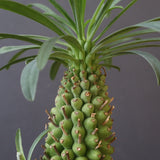 E.プピグランス 07