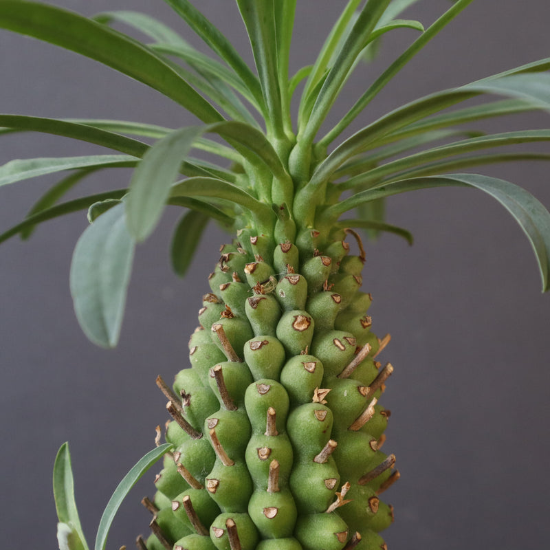 E.プピグランス 07