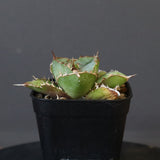 【DRAGON AGAVE】アガベ  CJ9   EC14