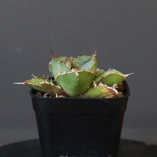 【DRAGON AGAVE】アガベ  CJ9   EC14