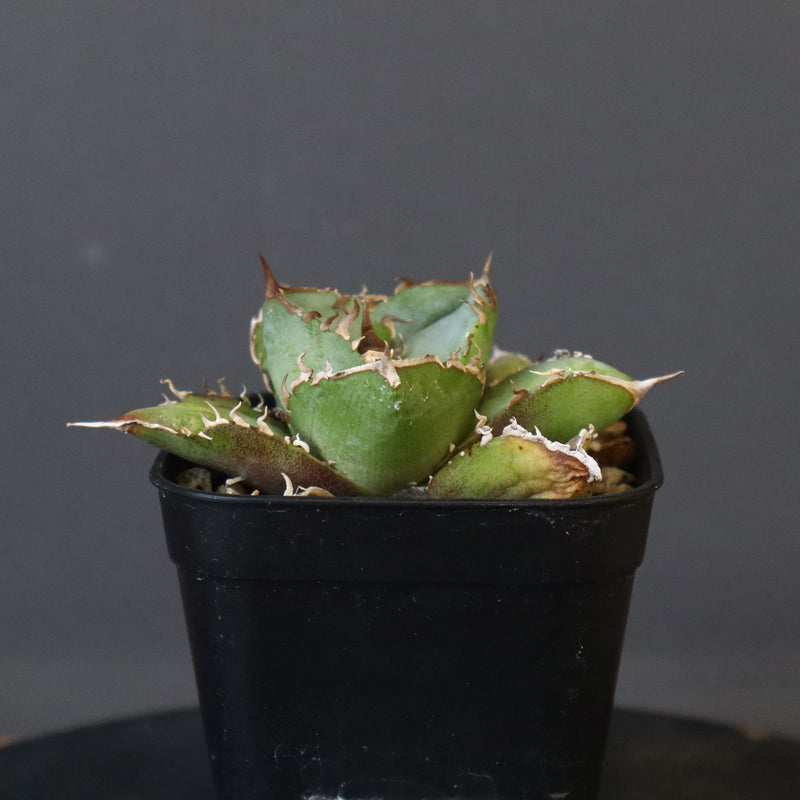 【DRAGON AGAVE】アガベ  CJ9   EC14