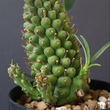 E.プピグランス 07