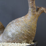 【雷土陶器鉢】P.グラキリス 792