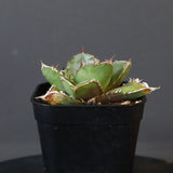 【DRAGON AGAVE】アガベ  CJ9   EC14