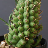 E.プピグランス 07