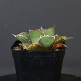 【DRAGON AGAVE】アガベ  CJ9   EC14