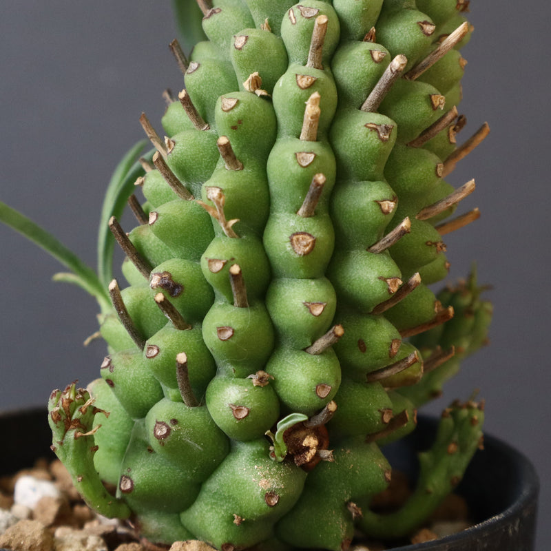 E.プピグランス 07