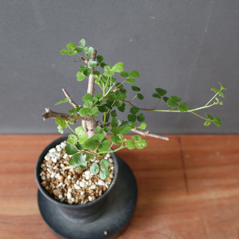 C.シヌアタ（実生） EC3097 – TaiShoDo ONLINE SHOP