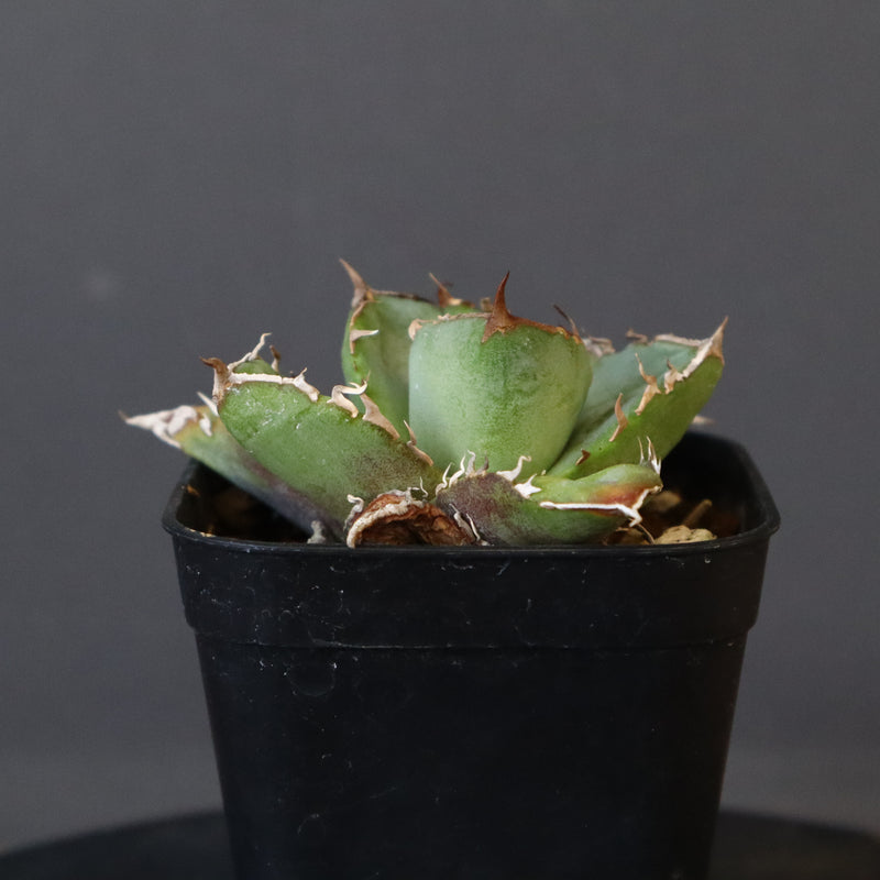 【DRAGON AGAVE】アガベ  CJ9   EC14