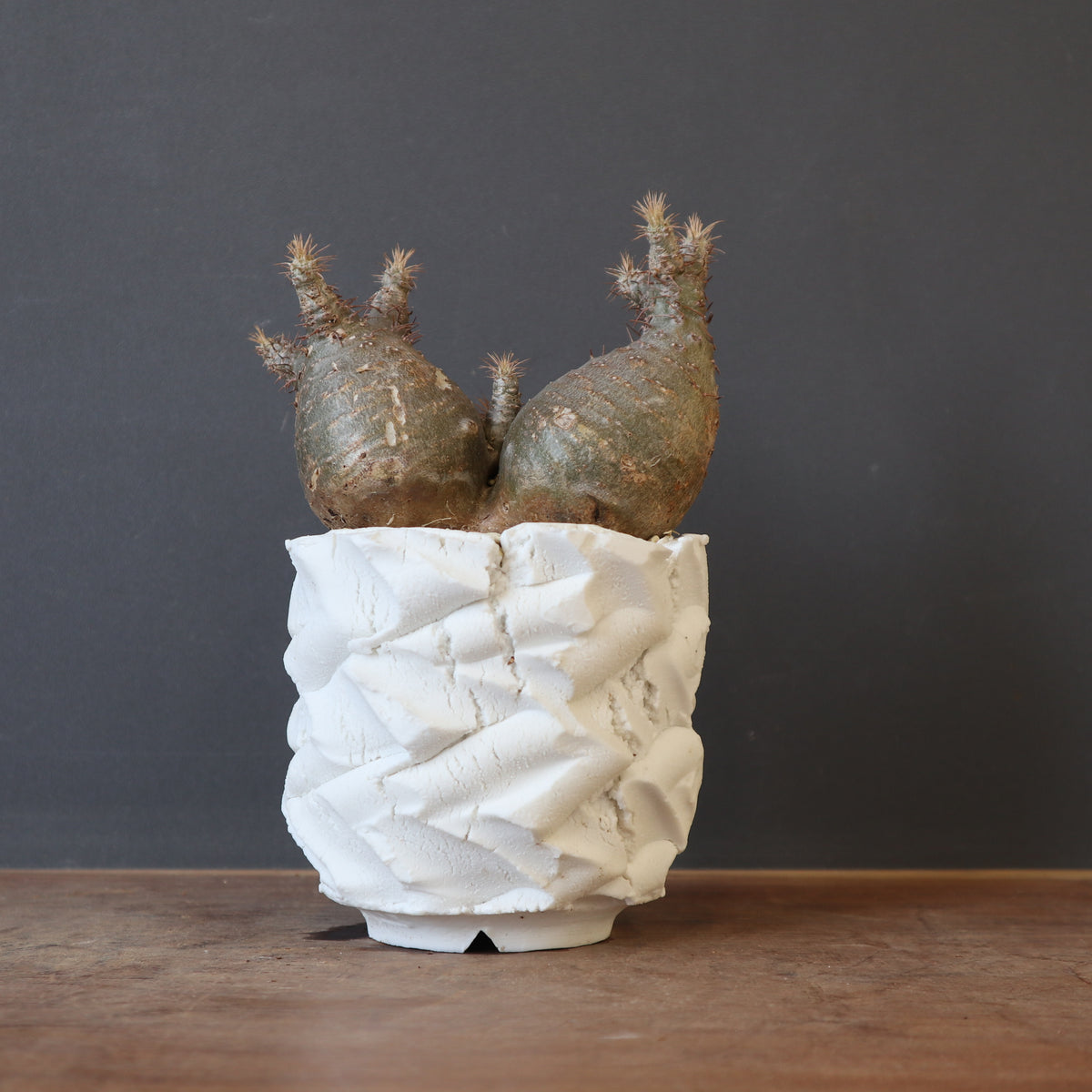 TaiShoDo ONLINE SHOP 塊根植物 多肉植物通販