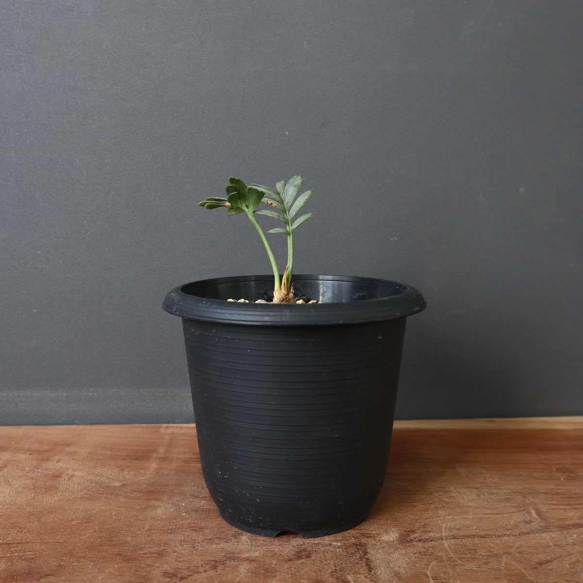 塊根植物 – 20ページ目 – TaiShoDo ONLINE SHOP