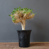 E.ギラウミニアナ (実生)  04